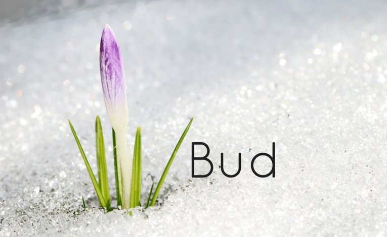 bud, a poem, flower pushing up through the snow